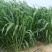 墨西哥玉米草种牧草种籽四季养殖一月割3茬高产包邮牧草种子