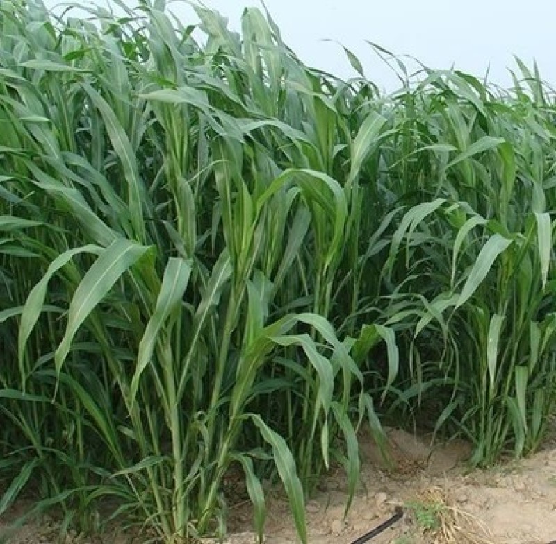 墨西哥玉米草种牧草种籽四季养殖一月割3茬高产包邮牧草种子