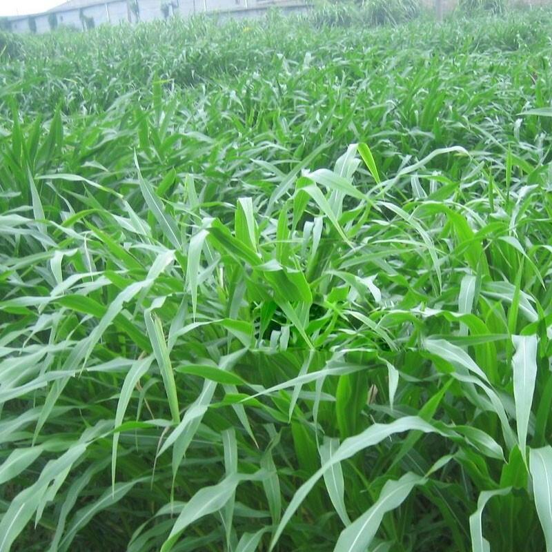墨西哥玉米草种牧草种籽四季养殖一月割3茬高产包邮牧草种子