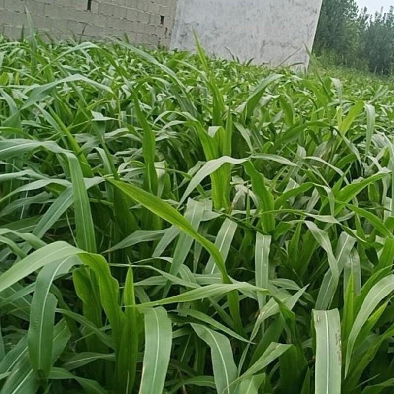墨西哥玉米草种牧草种籽四季养殖一月割3茬高产包邮牧草种子
