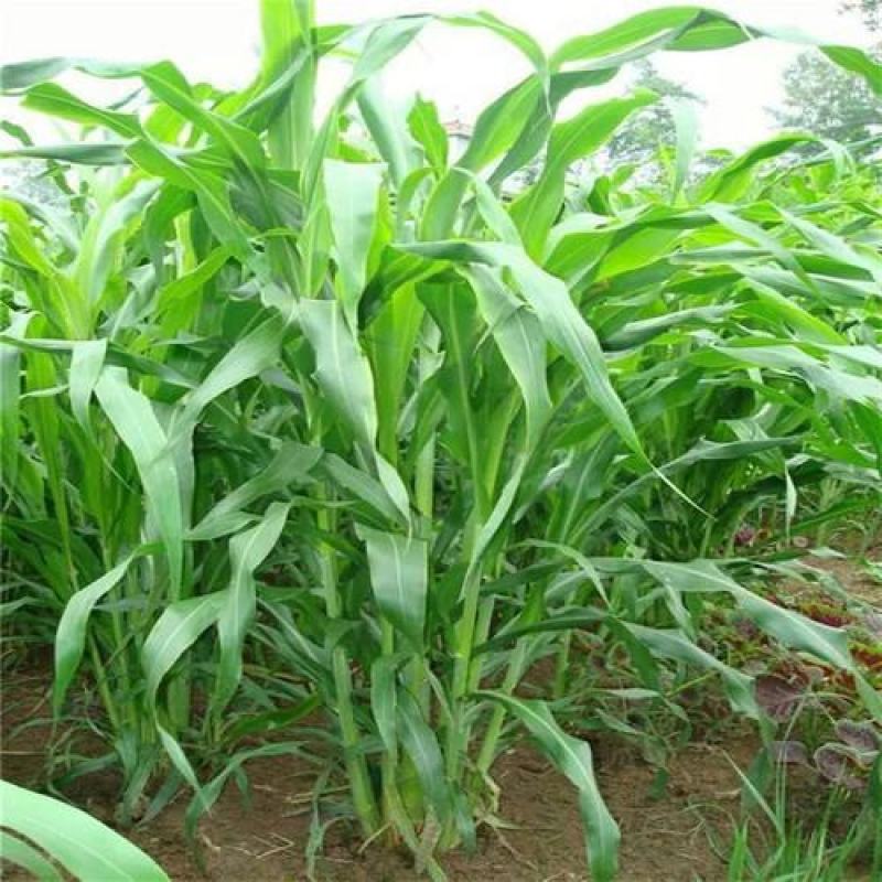 墨西哥玉米草种牧草种籽四季养殖一月割3茬高产包邮牧草种子