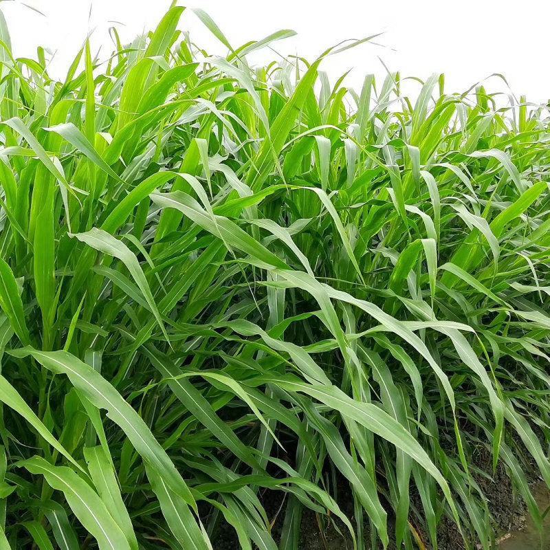 墨西哥玉米草种牧草种籽四季养殖一月割3茬高产包邮牧草种子