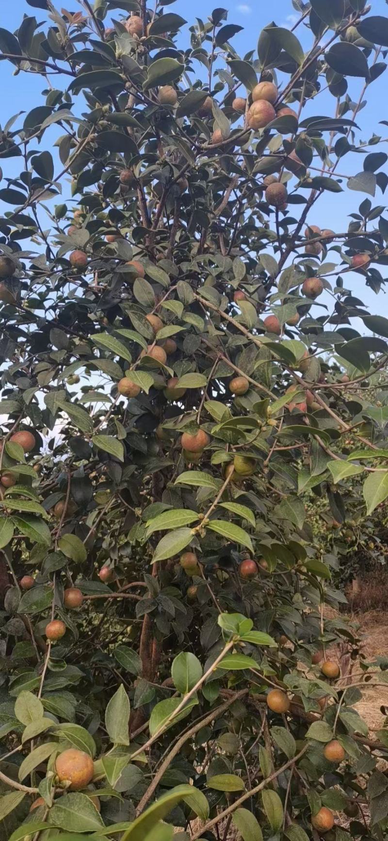 高山油茶籽，自己的基地