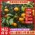 四川爱媛38号果冻橙，新鲜采摘，纯甜皮薄，汁多化渣，代发全国