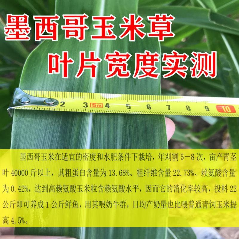 墨西哥玉米草种牧草种籽四季养殖一月割3茬高产包邮牧草种子