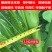 墨西哥玉米草种牧草种籽四季养殖一月割3茬高产包邮牧草种子