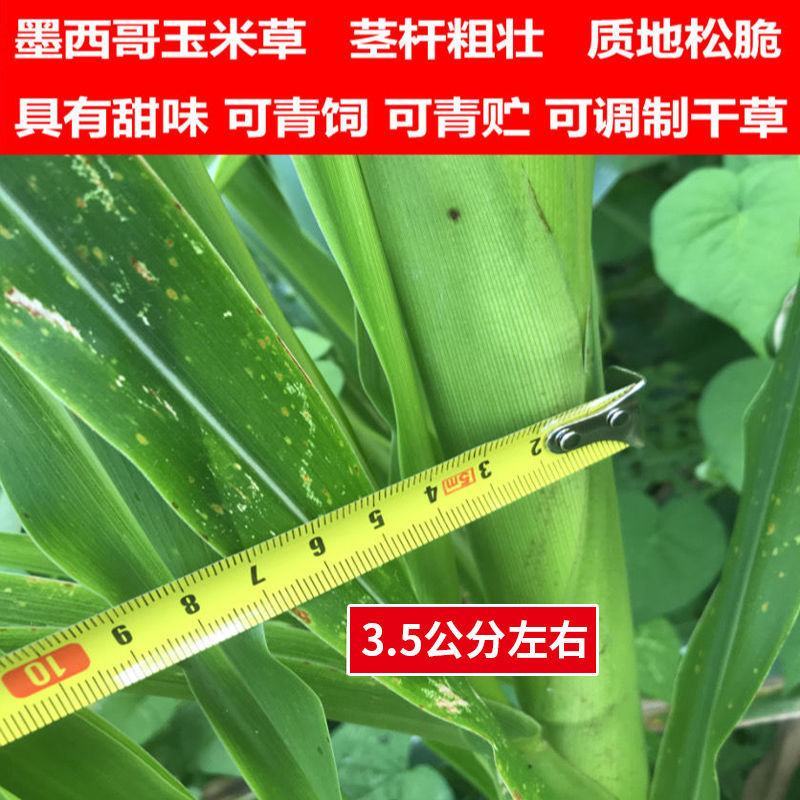 墨西哥玉米草种牧草种籽四季养殖一月割3茬高产包邮牧草种子