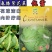 春冬紧花菜种子花球洁白自覆性强白菜花种子优雪春播花椰
