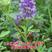 紫花苜蓿种子全国发货量大优惠品质保证