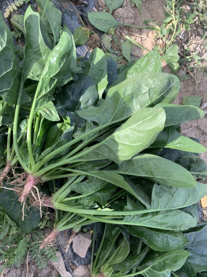 精品菠菜