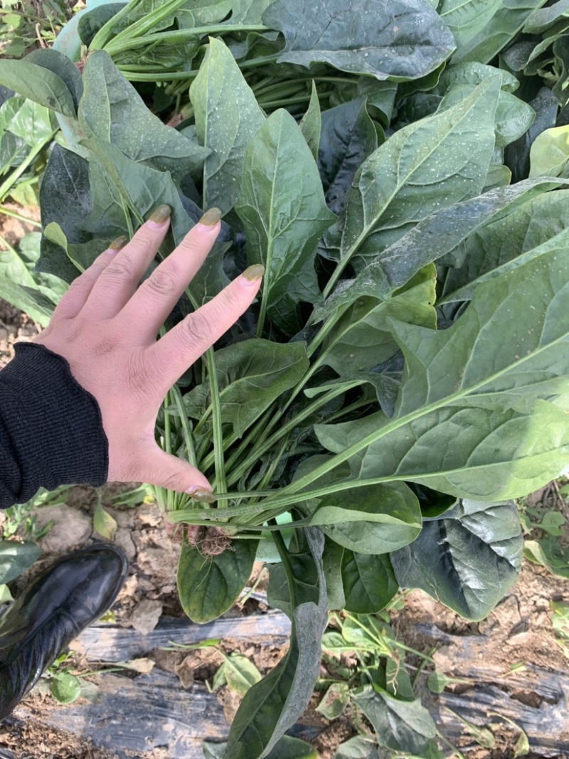 精品菠菜