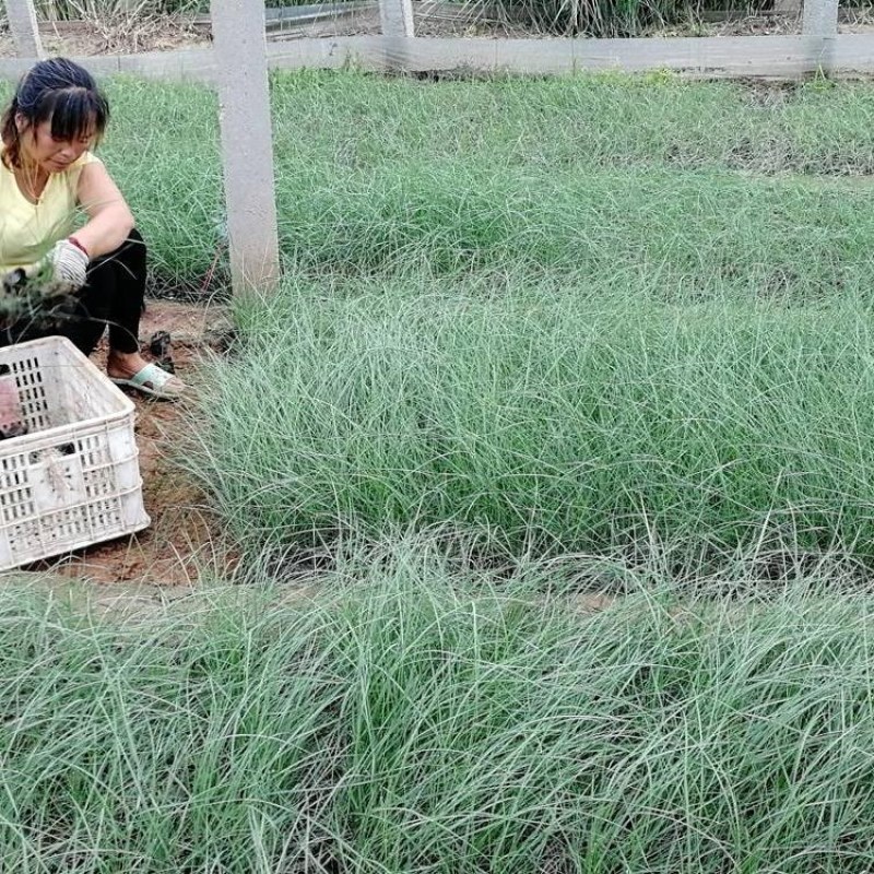 粉黛乱子草种毛芒乱子草花海粉米利庭院花卉多年生观赏四季播