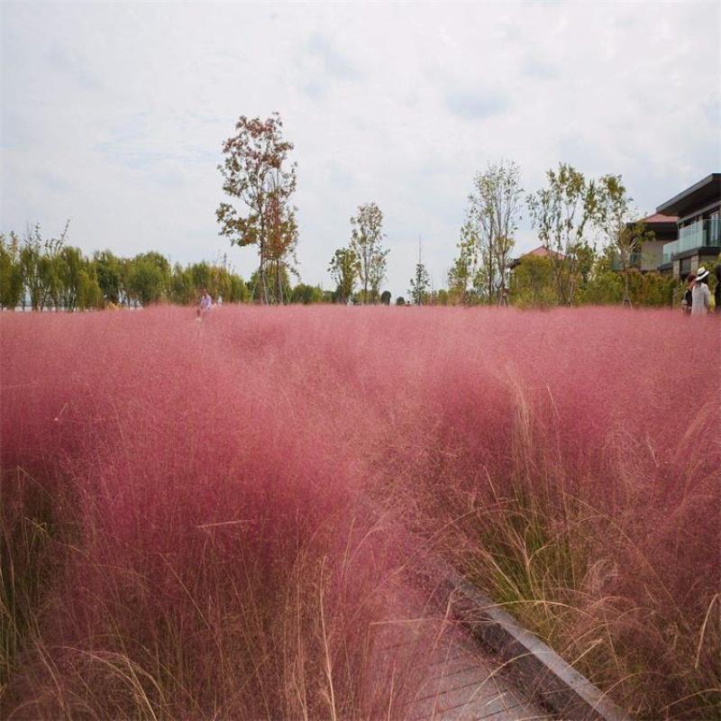 粉黛乱子草种毛芒乱子草花海粉米利庭院花卉多年生观赏四季播