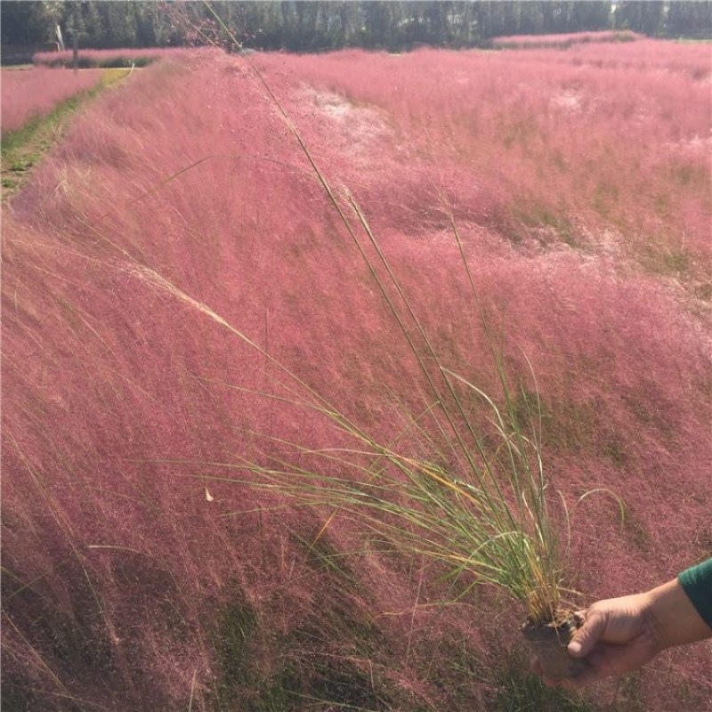 粉黛乱子草种毛芒乱子草花海粉米利庭院花卉多年生观赏四季播