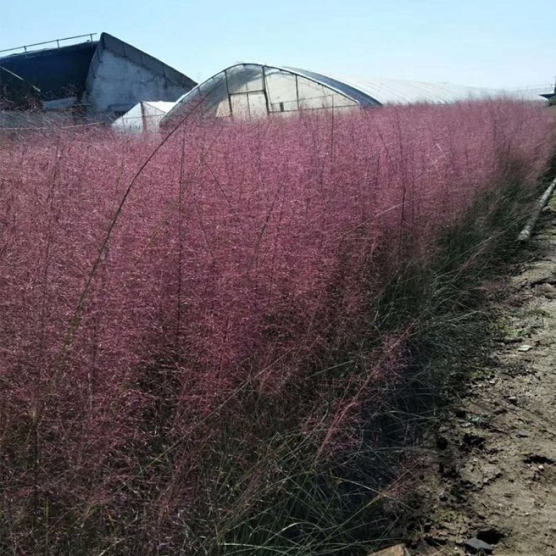 粉黛乱子草种毛芒乱子草花海粉米利庭院花卉多年生观赏四季播