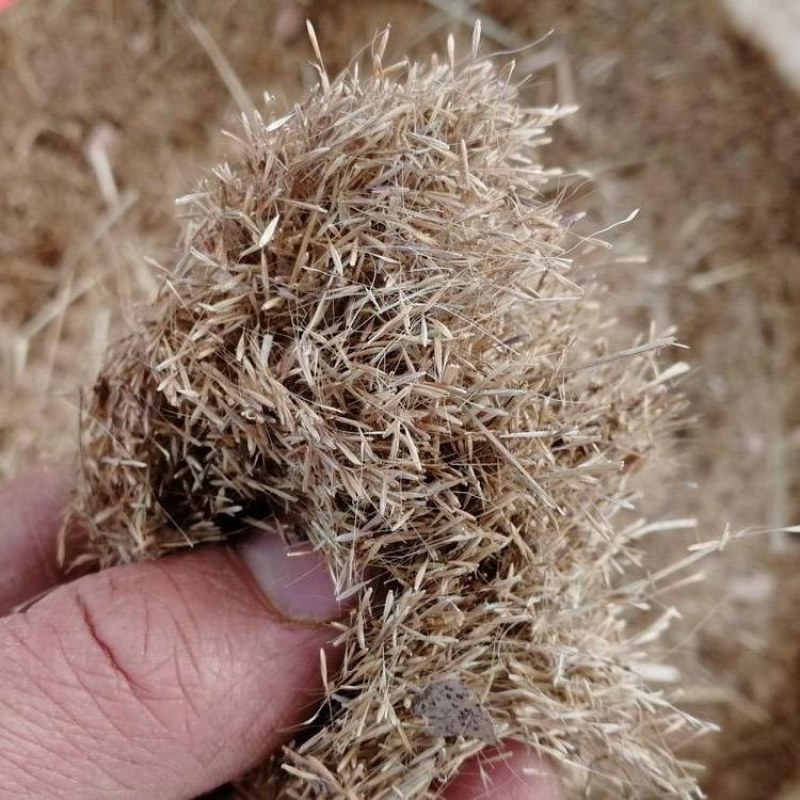 粉黛乱子草种毛芒乱子草花海粉米利庭院花卉多年生观赏四季播