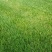草坪草皮，魏县牛哲草坪种植场供应商四季青草坪