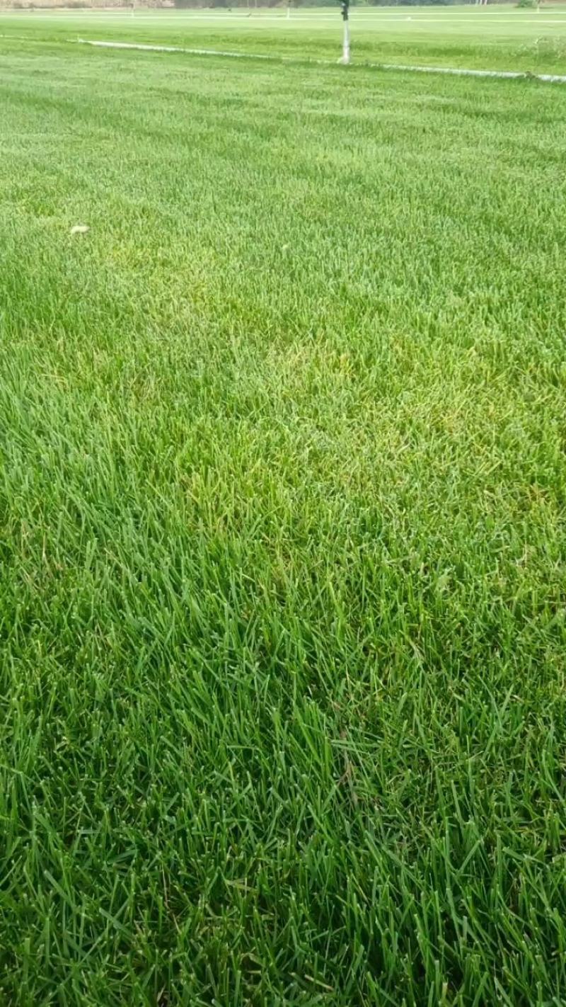 草坪草皮，魏县牛哲草坪种植场供应商四季青草坪