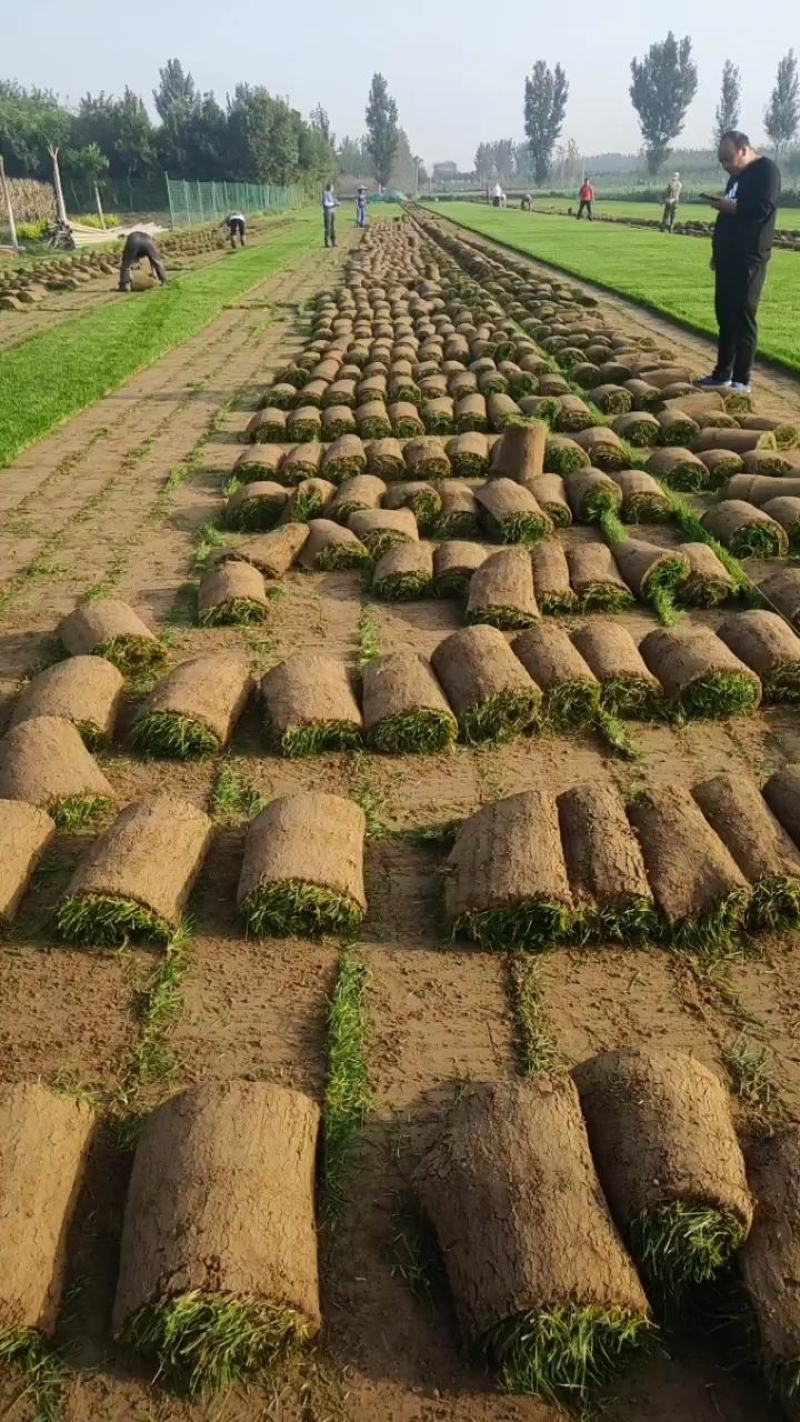 草坪草皮，魏县牛哲草坪种植场供应商四季青草坪