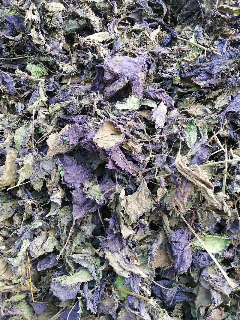 大量供单面紫紫苏叶