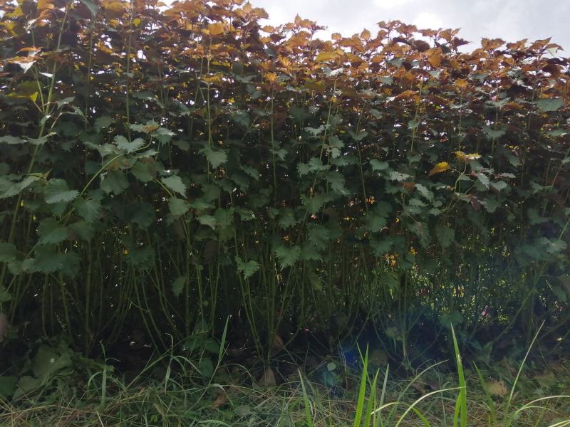 大量供单面紫紫苏叶