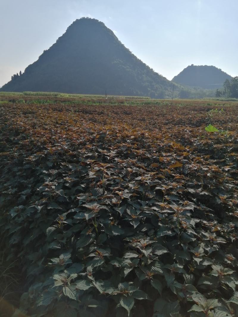 大量供单面紫紫苏叶