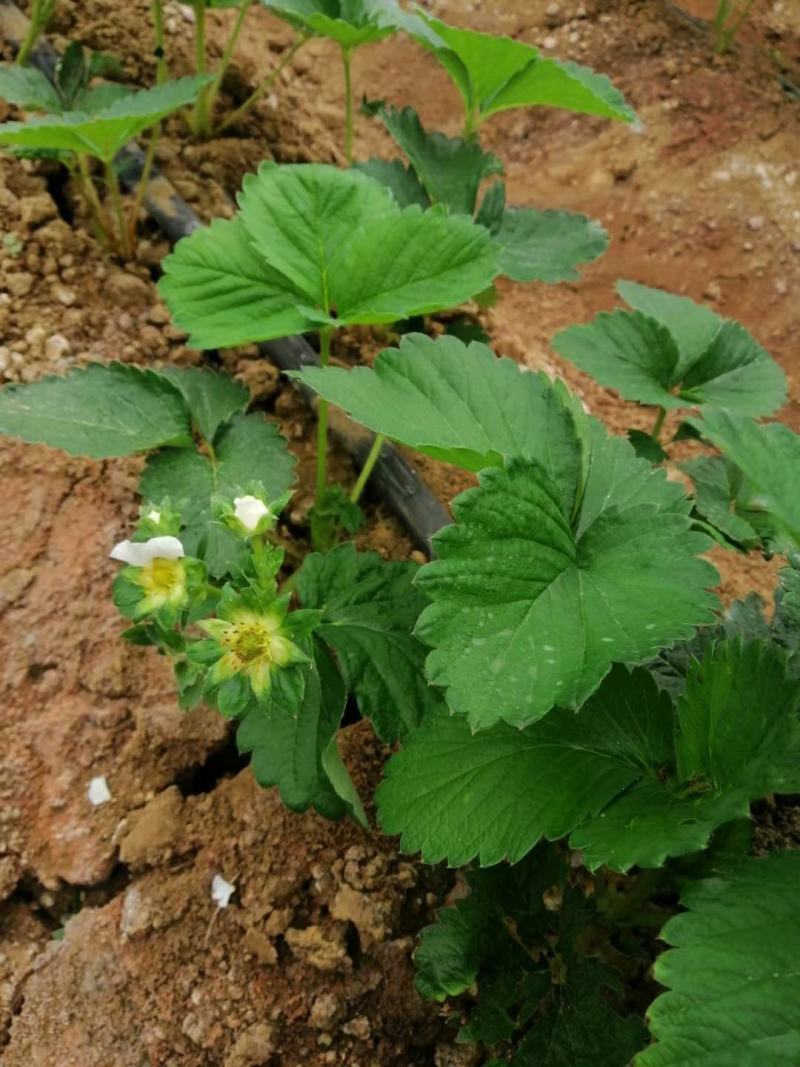 越秀随珠，红颜草莓苗奶油，久香浙江草莓苗，包质量