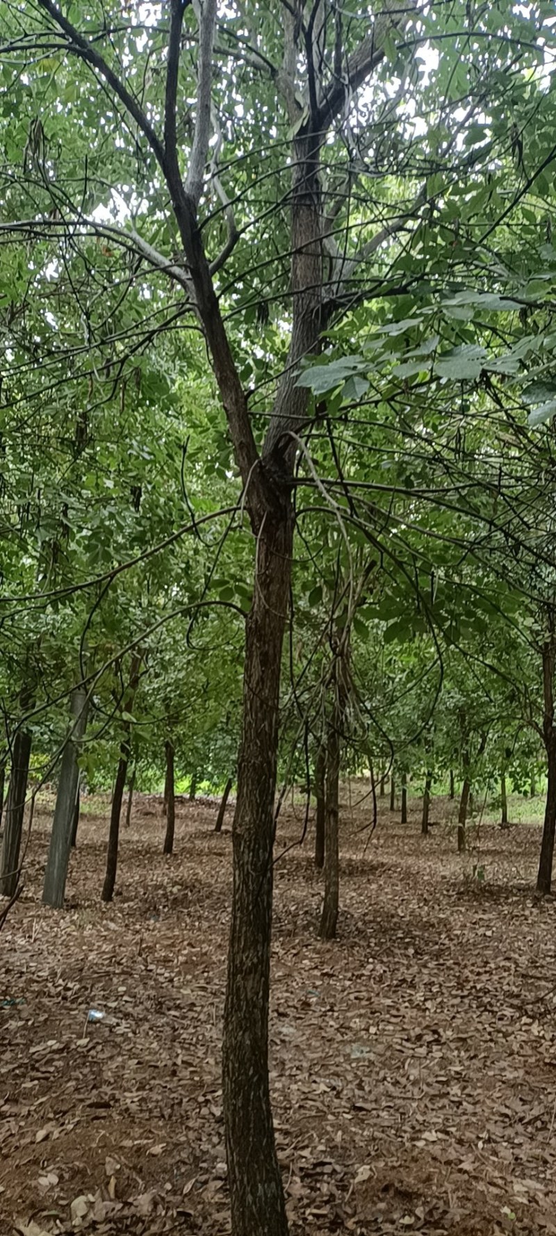 黄花多花风铃木地苗