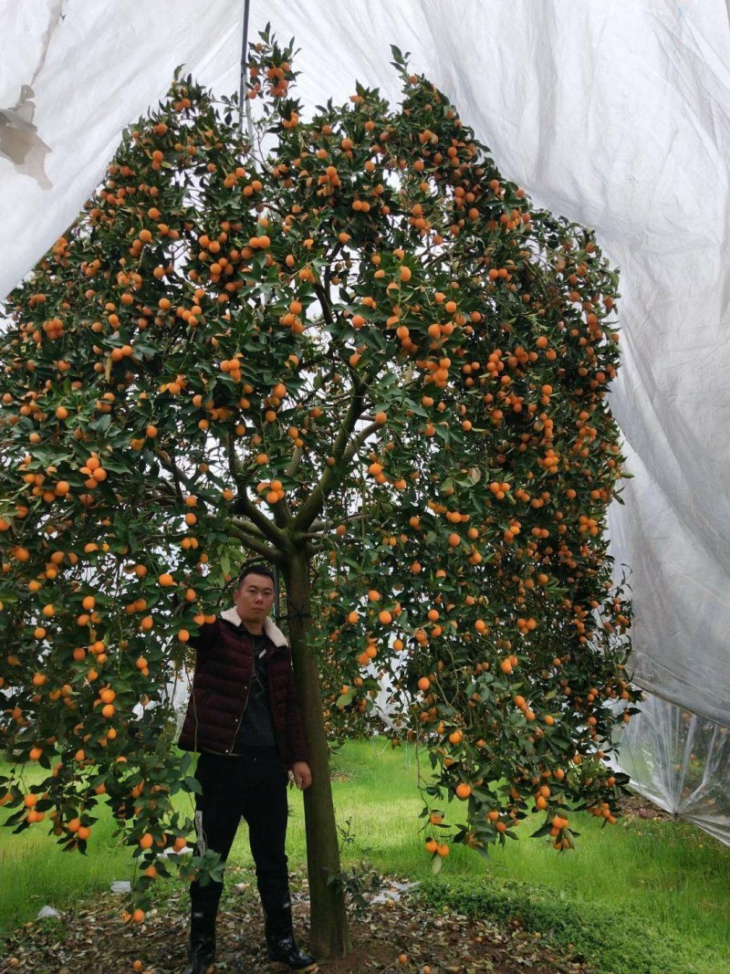 阳朔金桔树，地劲10至15公分，树冠3米
