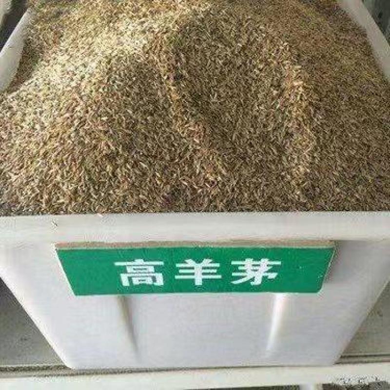 高羊茅种子草坪种子，绿化护坡耐寒多年生进口草籽