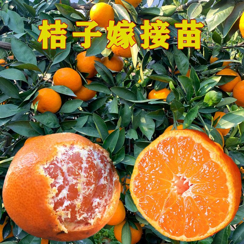 柑桔苗湖北金桔丑橘四川沙糖桔嫁接桔子树苗新品种当年结果