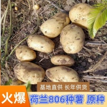 【荐】黑龙江脱毒土豆种子，荷兰806，荷兰十五，大量现货出售