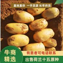 【脱毒】荷兰土豆种子，马铃薯种子，抗病高产耐储存，种植户喜欢