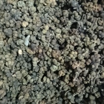 同奎中药材批发青色吴茱萸吴茱萸吴玉小花吴茱萸