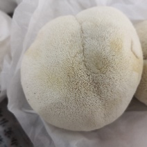 猴头菇