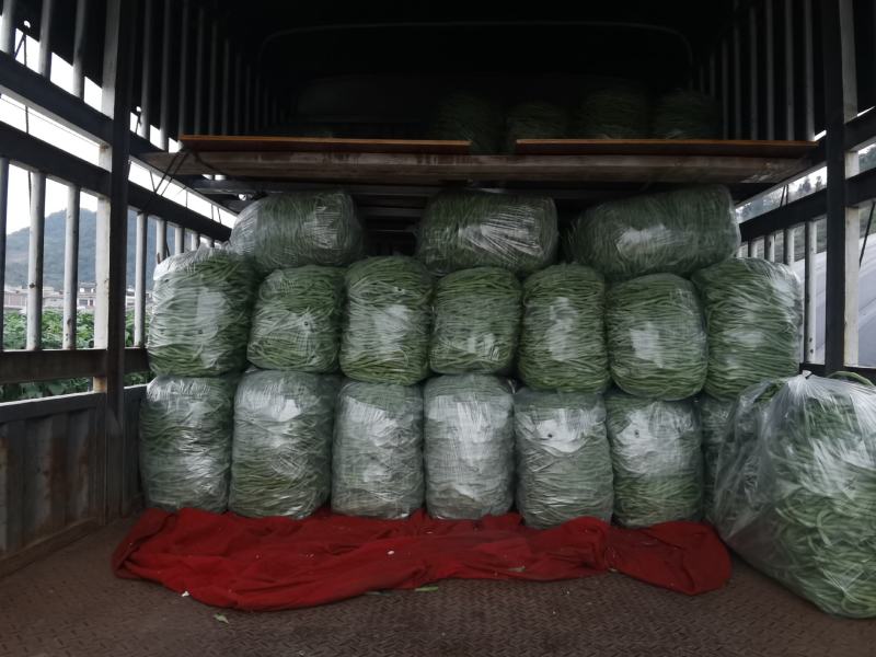 精品无筋豆赶紧下单