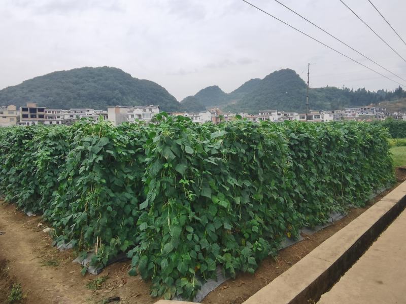 精品无筋豆赶紧下单