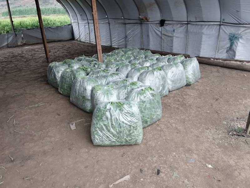 精品无筋豆赶紧下单