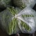 精品无筋豆赶紧下单