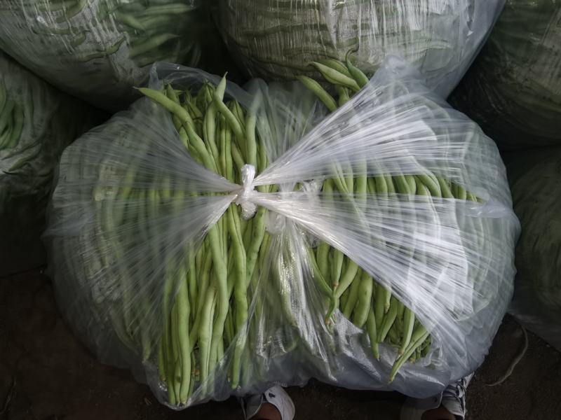 精品无筋豆赶紧下单
