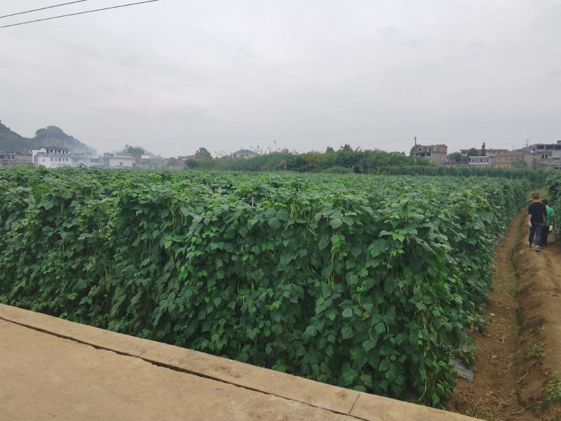 精品无筋豆赶紧下单