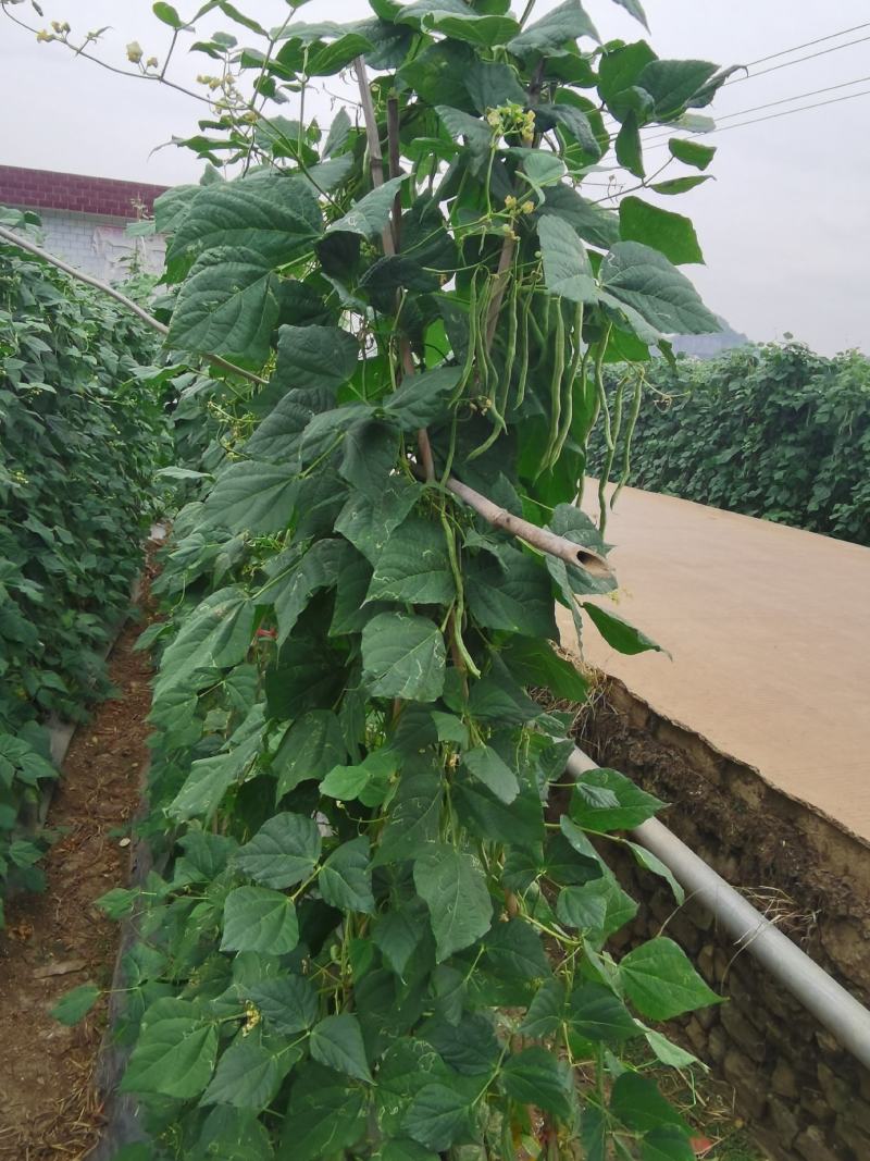 精品无筋豆赶紧下单