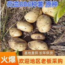 黑龙江脱毒荷兰806种子，荷兰七土豆种子，高产抗病强
