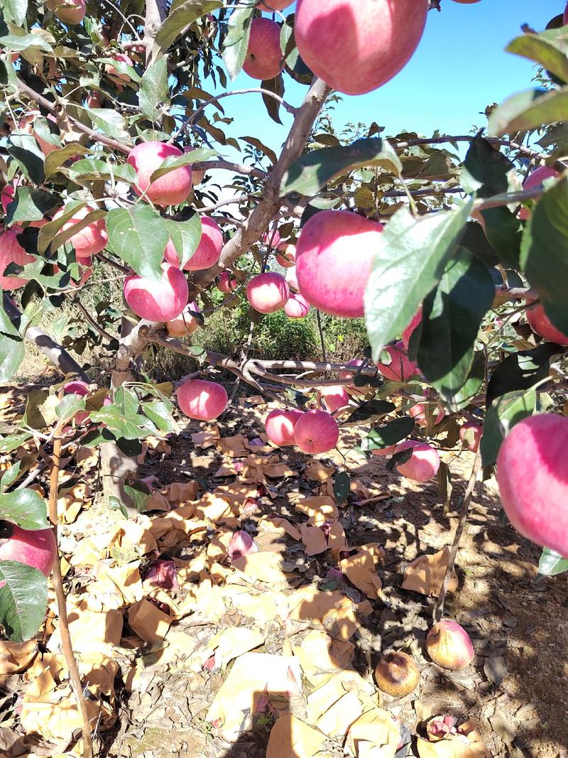韩富苹果到了大量采摘的季节了，有需要的老板抓紧下手，