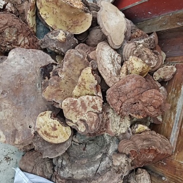 云芝大量批发需要的老板联系我