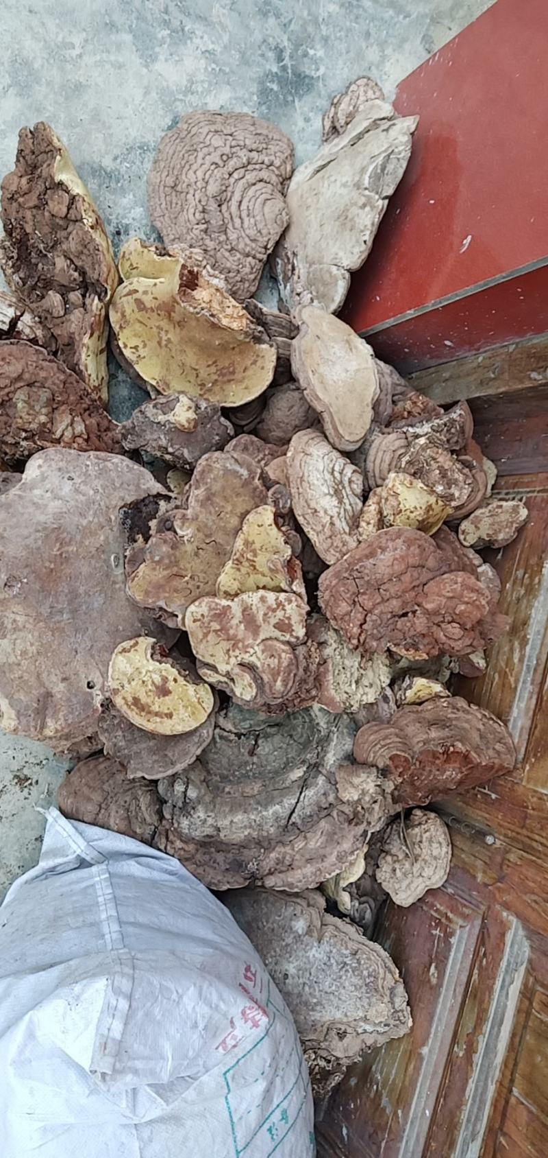 云芝大量批发需要的老板联系我