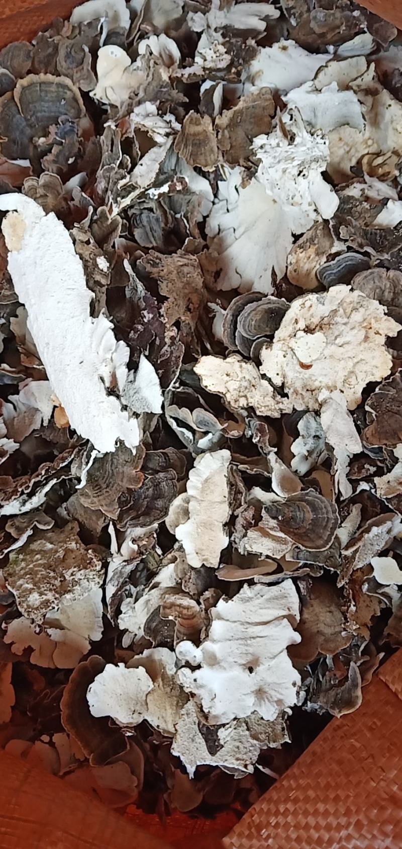 云芝大量批发需要的老板联系我