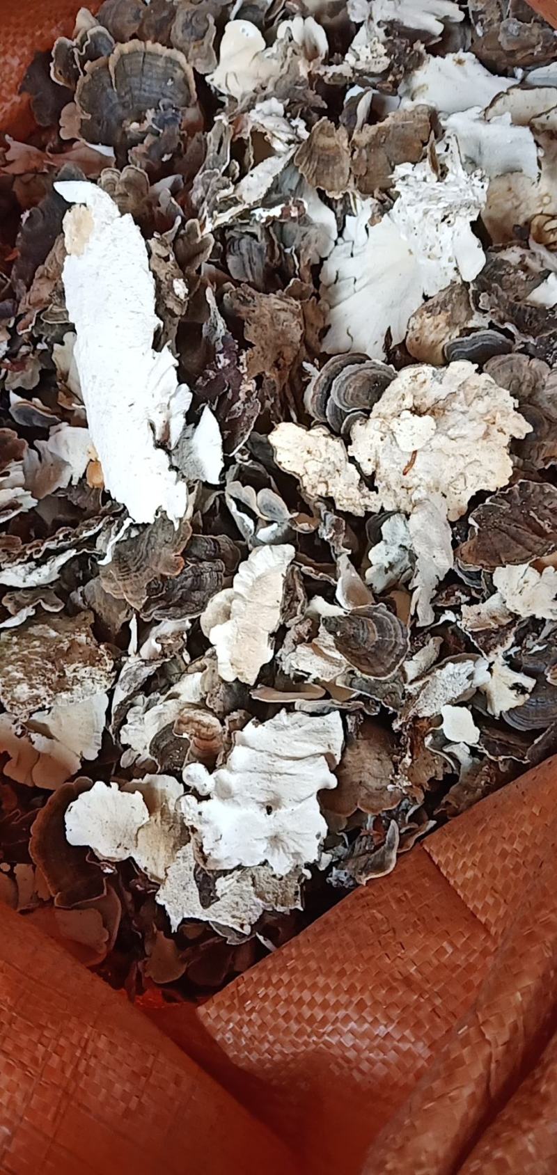 云芝大量批发需要的老板联系我