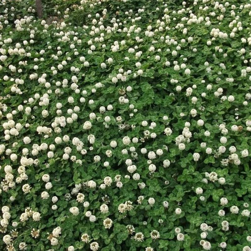 白三叶种子车轴草种子三叶草草籽多年生绿化绿肥
