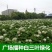 白三叶种子车轴草种子三叶草草籽多年生绿化绿肥